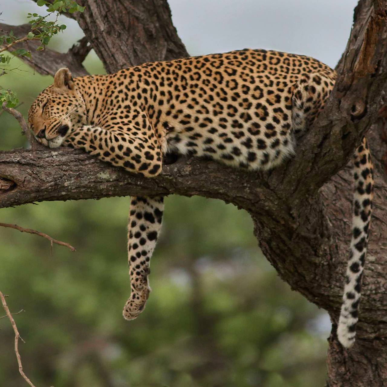 Студент спасся от леопарда и забил его насмерть камнями