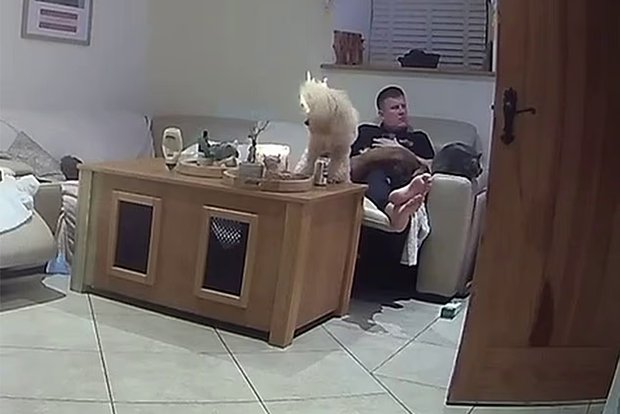 Вводная картинка