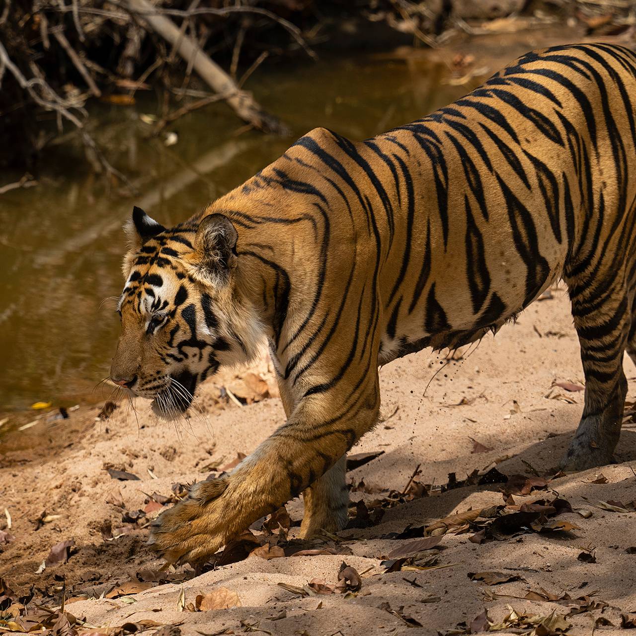 27-летняя женщина просидела 15 часов в засаде и поймала тигра-людоеда
