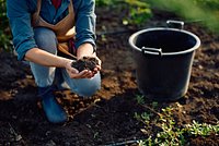 Кислотность почвы: что это такое, как ее определить и регулировать