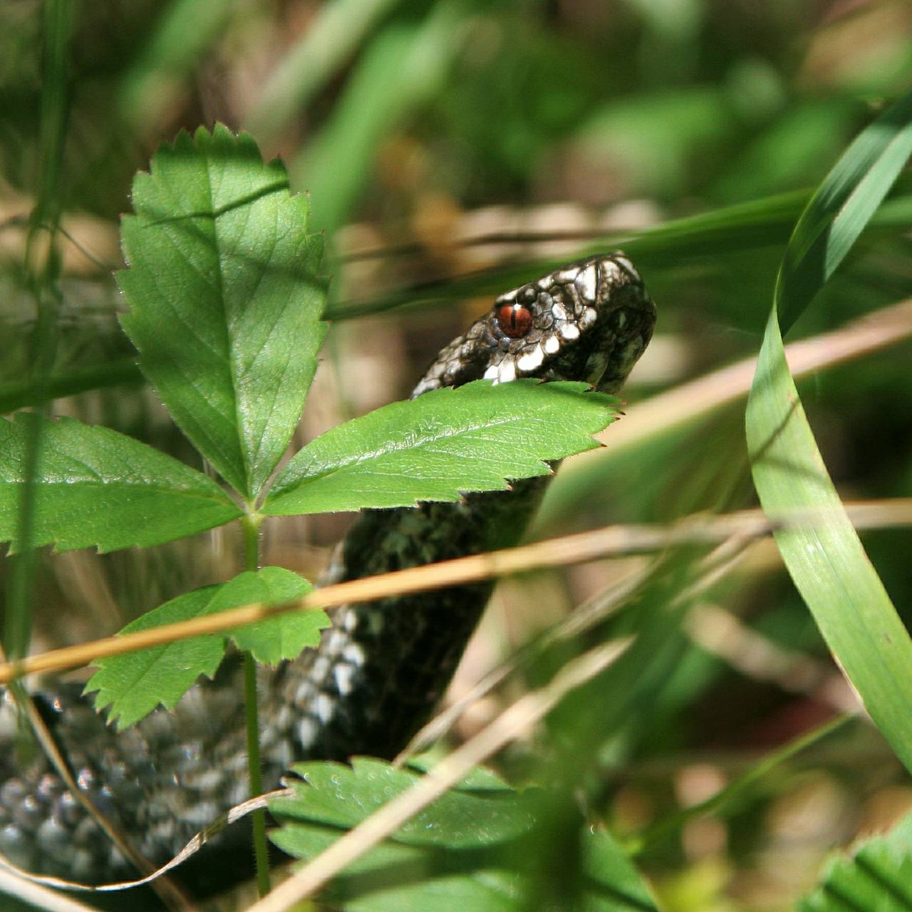 Россиянам назвали время пробуждения змей