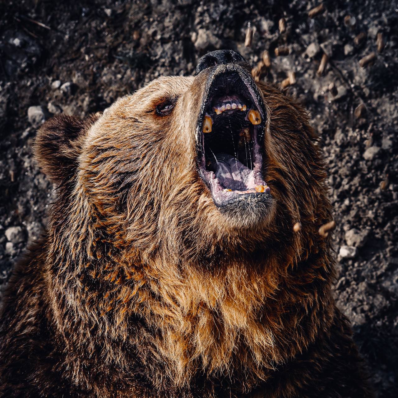 69-летний мужчина провалился в берлогу, разбудил медведя и избил его