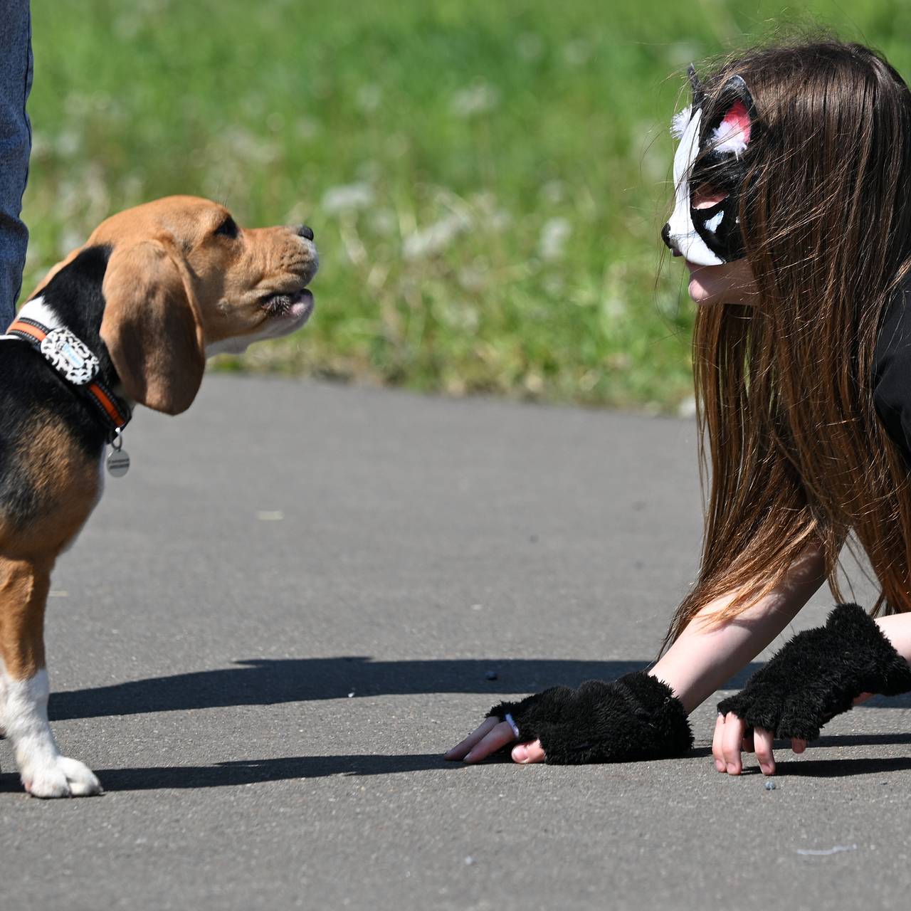 Квадроберы мигрировали в Польшу