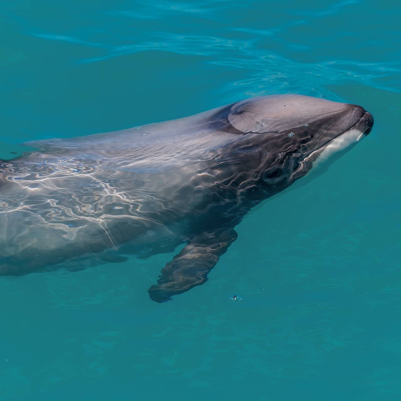 Раненого краснокнижного дельфина без левого глаза обнаружили в российском регионе