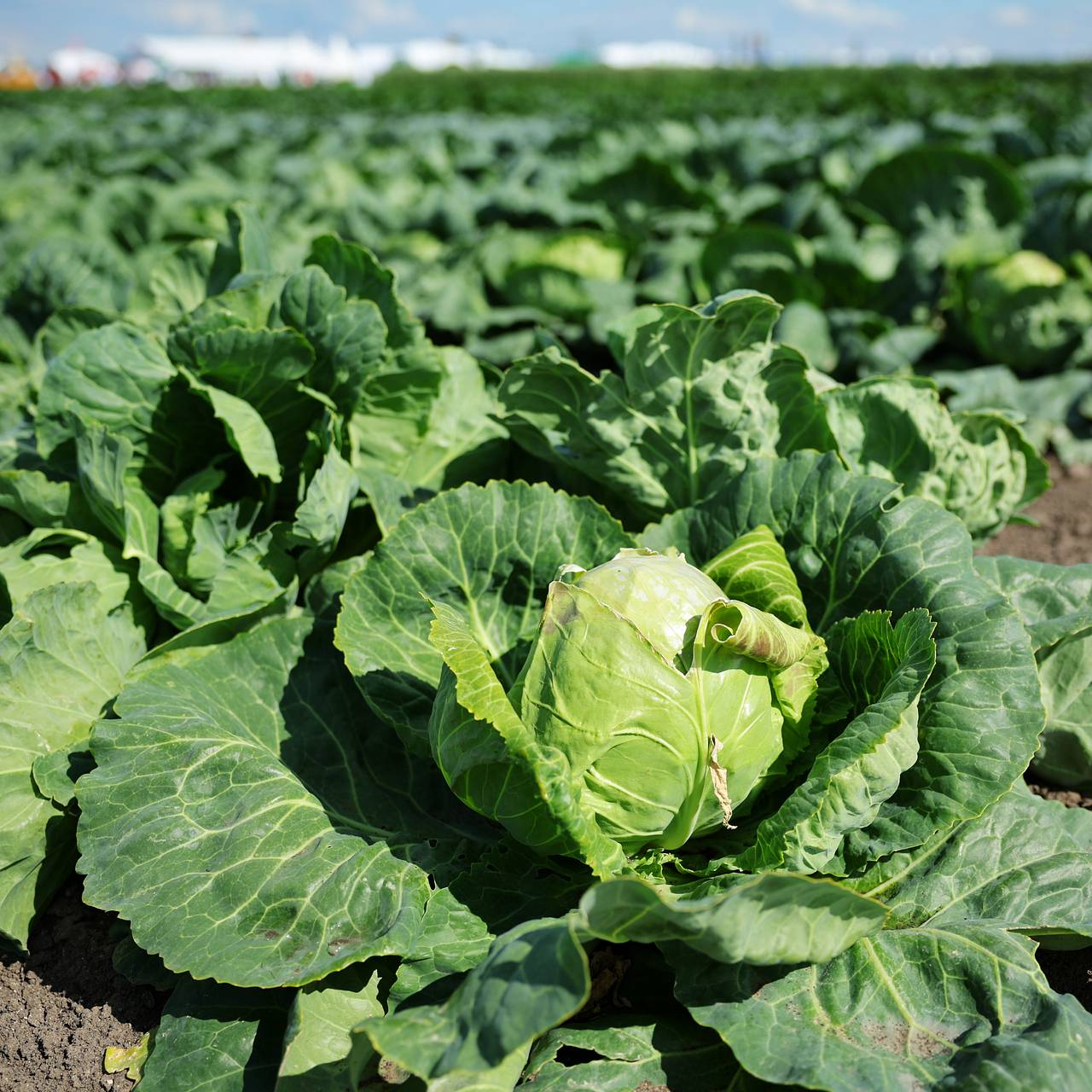 Гастроэнтеролог предупредила об опасности капусты