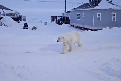 В российское село начали ходить медведи-воры