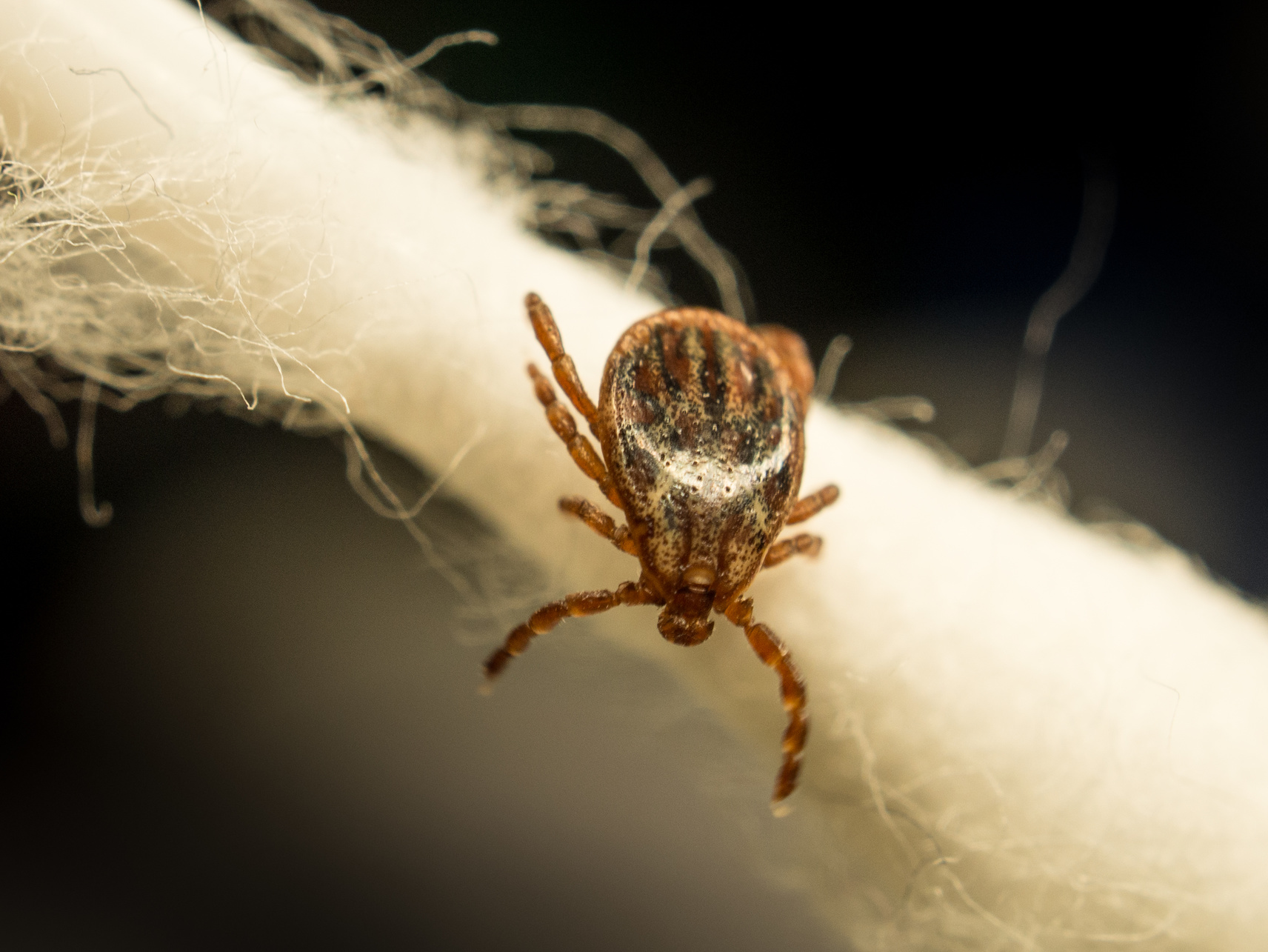 ���������&nbsp; ������� ������� ������ �� ������