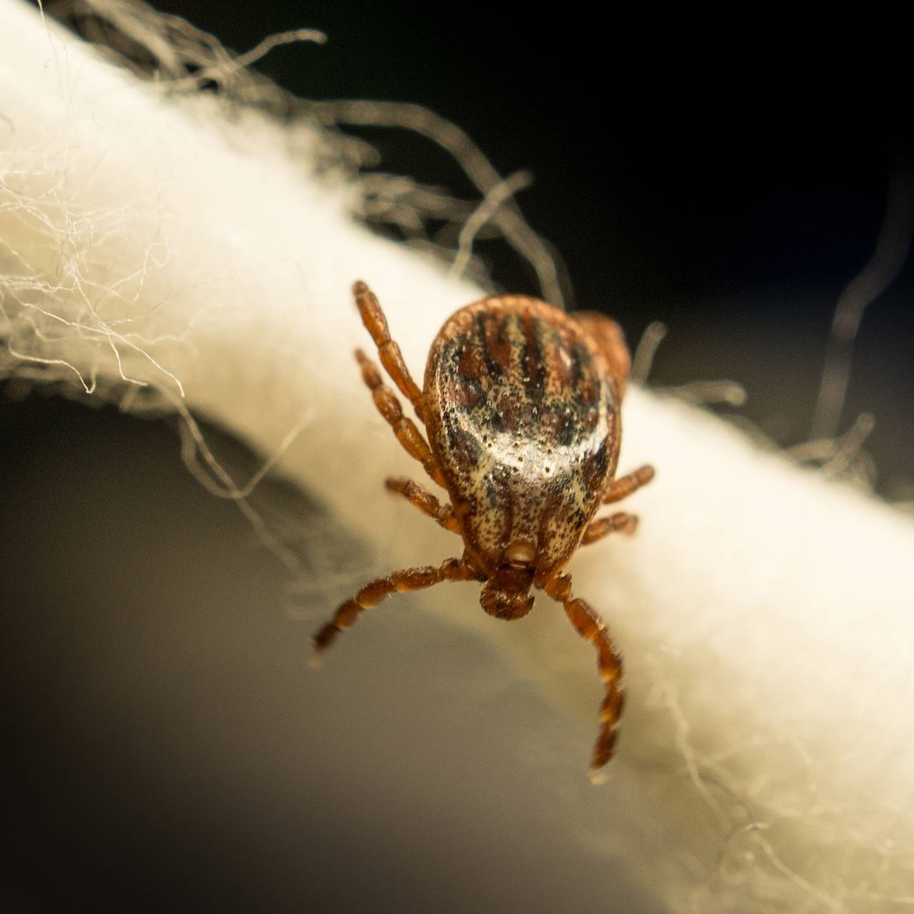 Россиянам назвали способы защиты от клещей