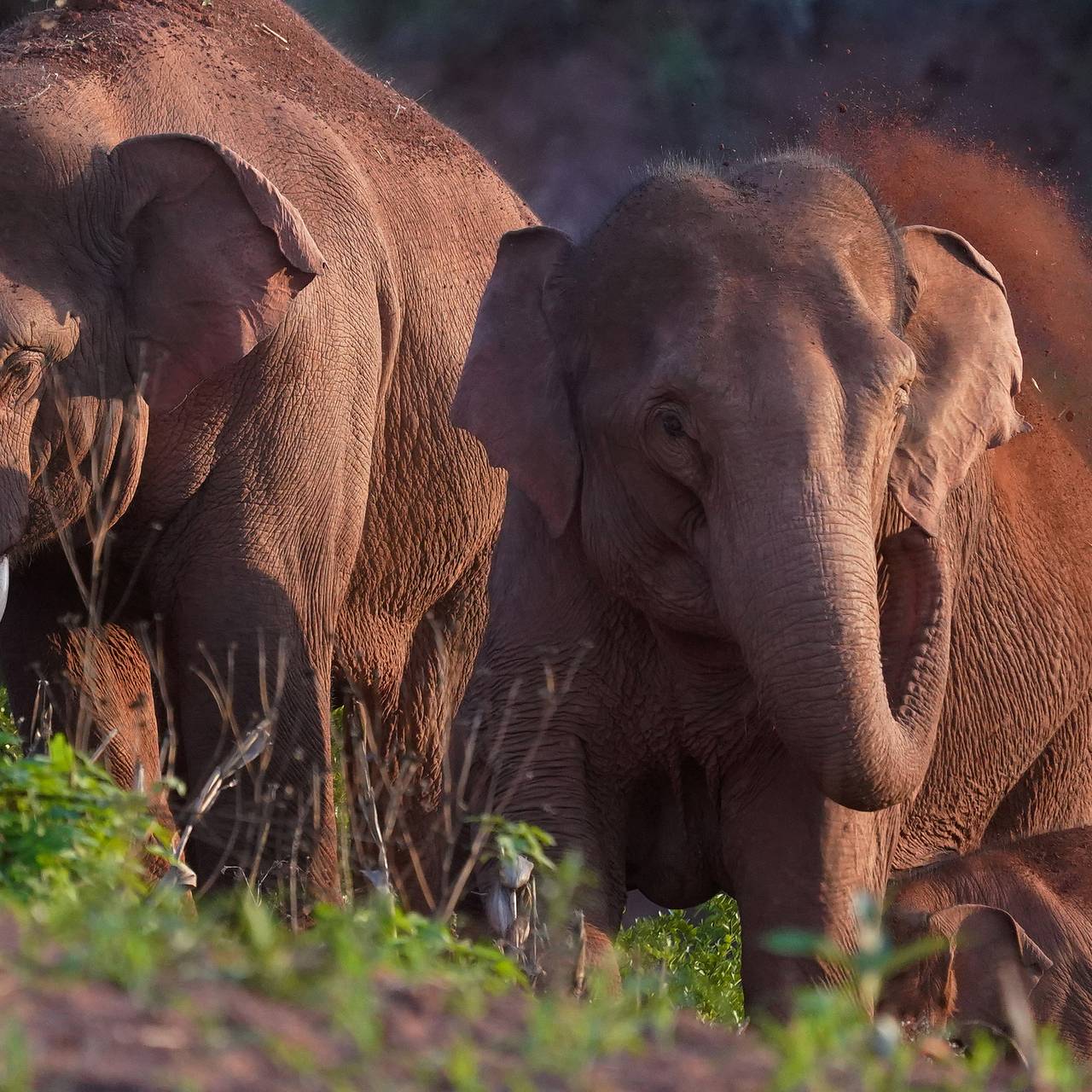 87-летний мужчина пошел справить нужду и стал жертвой огромного животного