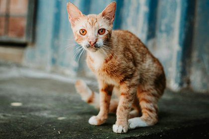 Мужчина спас бездомного котенка и чуть не лишился жизни