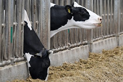 В российском регионе ввели режим ЧС из-за заражения скота