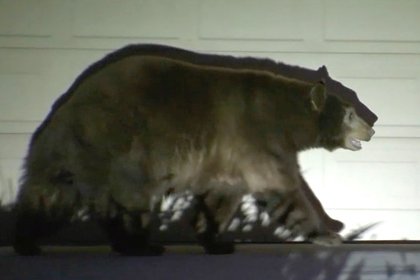 Медведь напал на американку во дворе ее дома