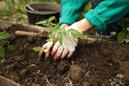 Россиянам рассказали о весенних посадках