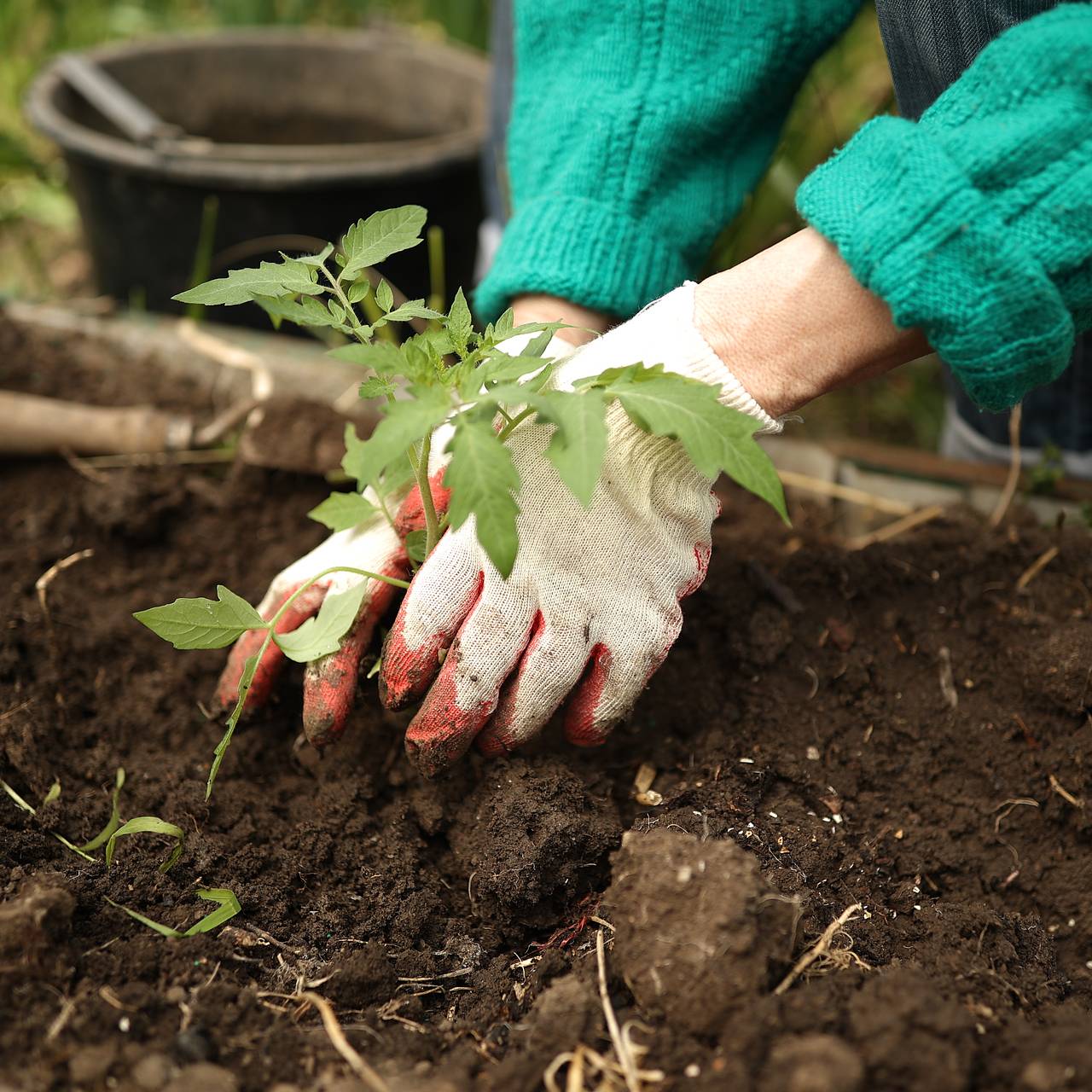 Россиянам рассказали о весенних посадках