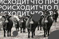 Российские звезды требуют остановить сожжение коров в Сибири. Что известно об уничтожении животных и при чем тут теории заговора 