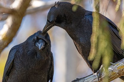 Злобные вороны затерроризировали жителей многоквартирного дома