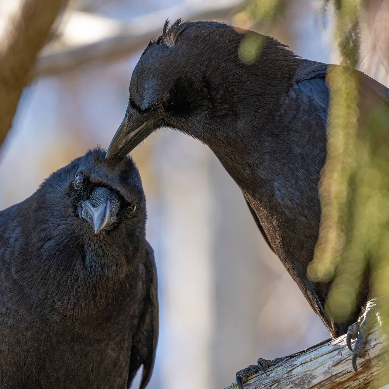 Злобные вороны затерроризировали жителей многоквартирного дома
