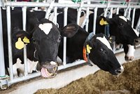 В Сибири объяснили изъятие животных у местных жителей. Тема убоя скота дошла до Кремля 