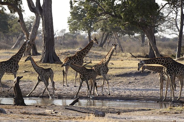 Вводная картинка