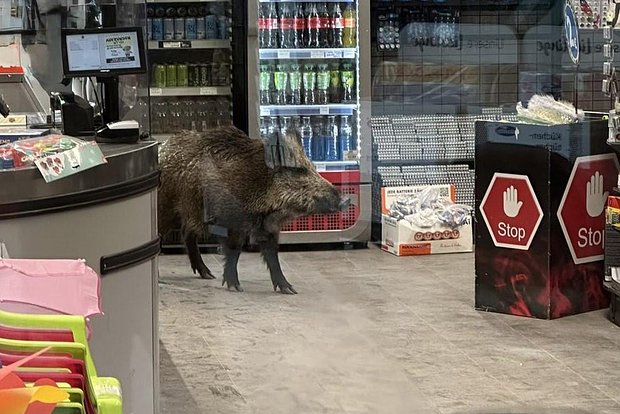 Вводная картинка