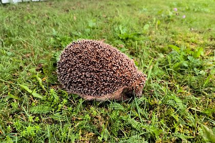Москвичам назвали время пробуждения ежей