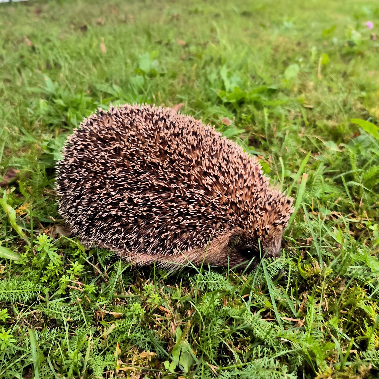 Москвичам назвали время пробуждения ежей