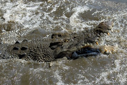 Крокодил растерзал сына на глазах у отца