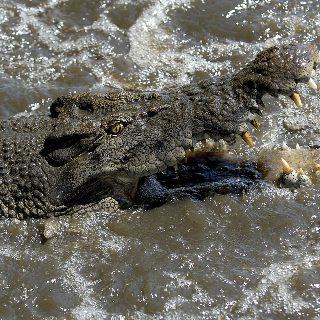 Крокодил растерзал сына на глазах у отца