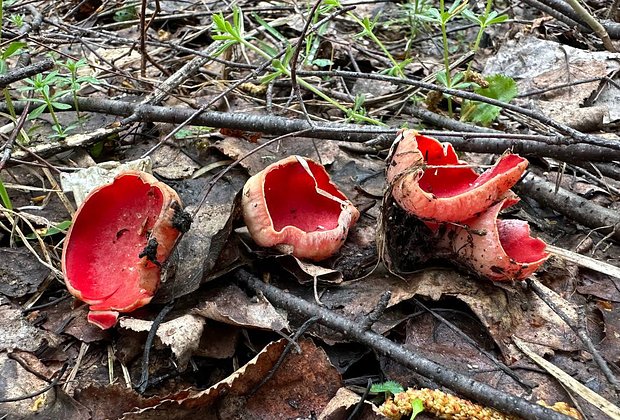 Саркосцифа австрийская