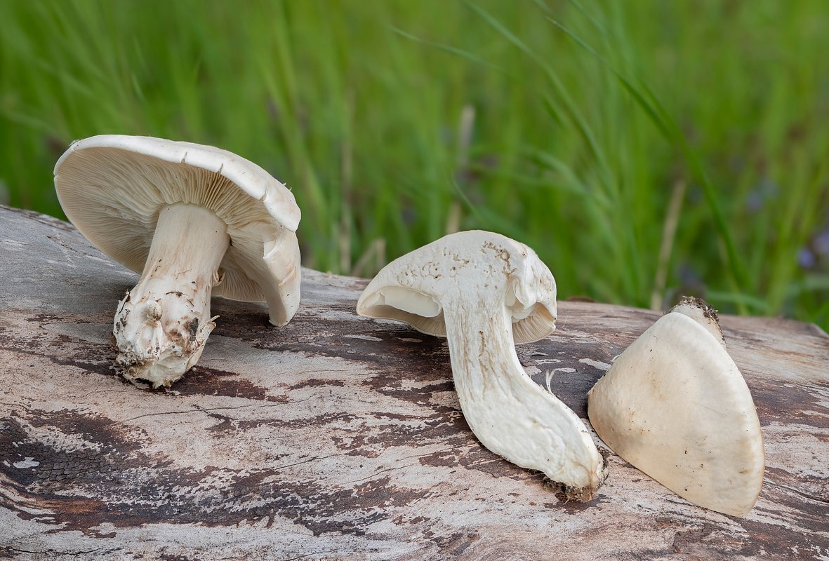 Майский гриб