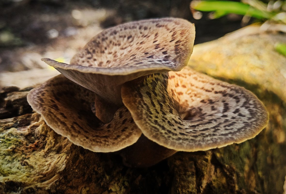 Трутовик чешуйчатый