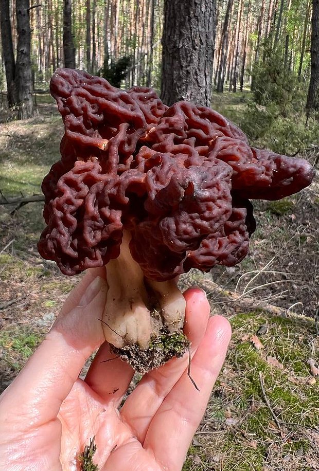 Строчок обыкновенный