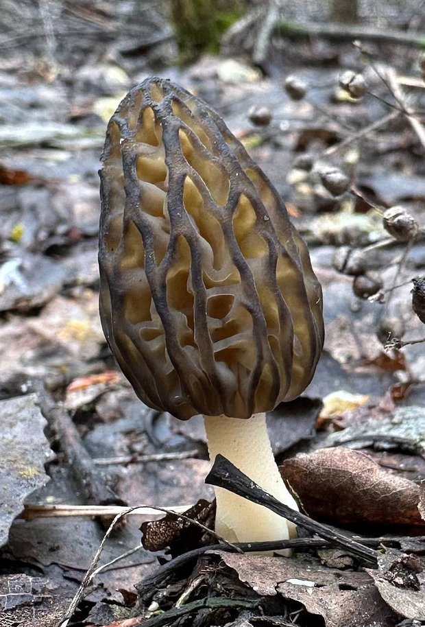 Сморчок высокий