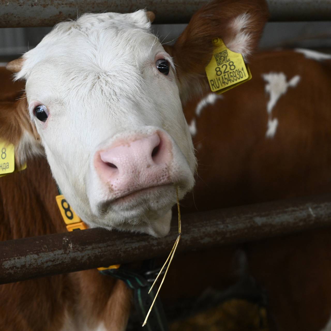 Ущерб фермеров от забоя скота превысил полтора миллиарда рублей