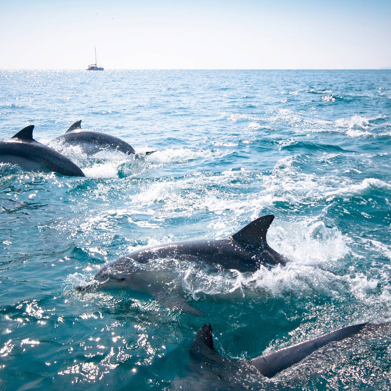 Слухами о похищенном мужчине в рабстве у дельфинов заинтересовалась полиция