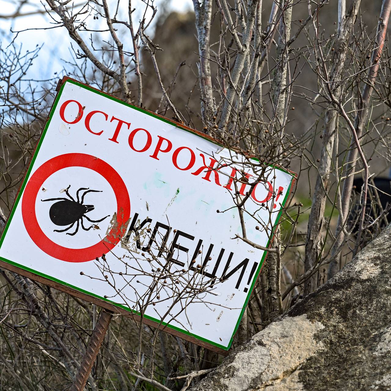 Москвичей предупредили о возможном нашествии опасных клещей-мутантов