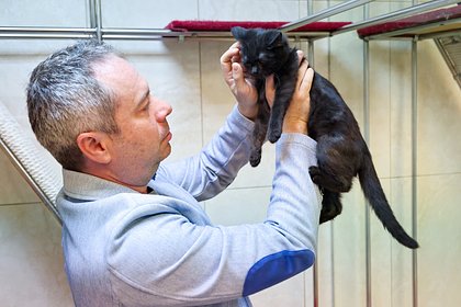 Спасенные из зоны СВО кошки впервые выступили в театре Куклачева