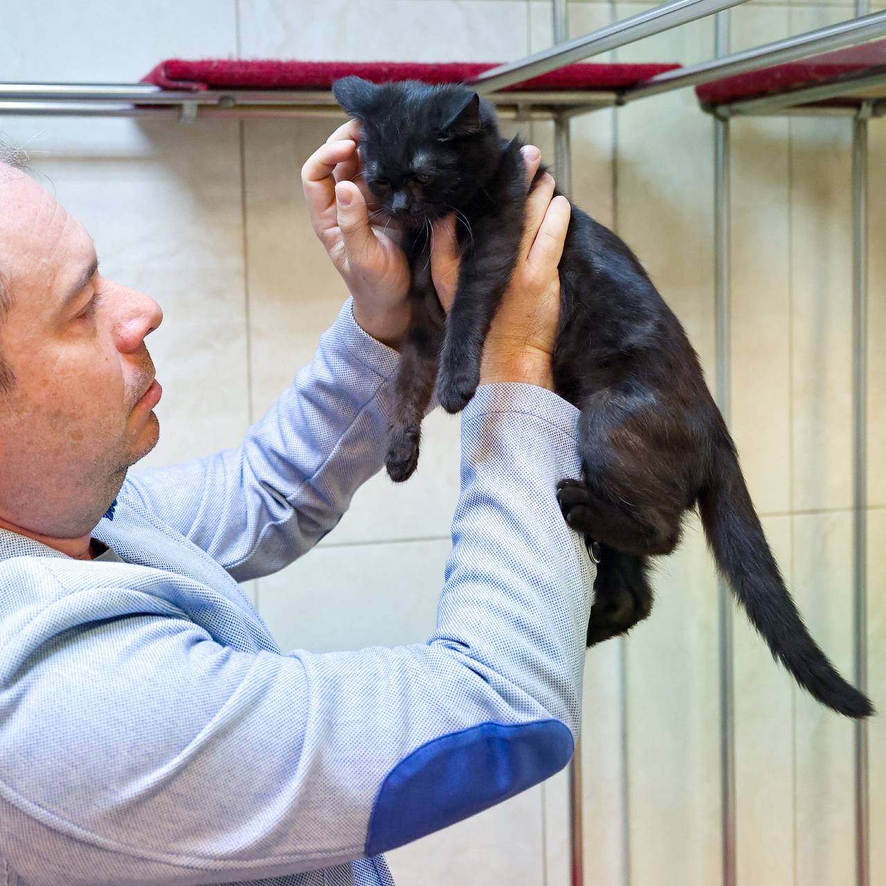 Спасенные из зоны СВО кошки впервые выступили в театре Куклачева