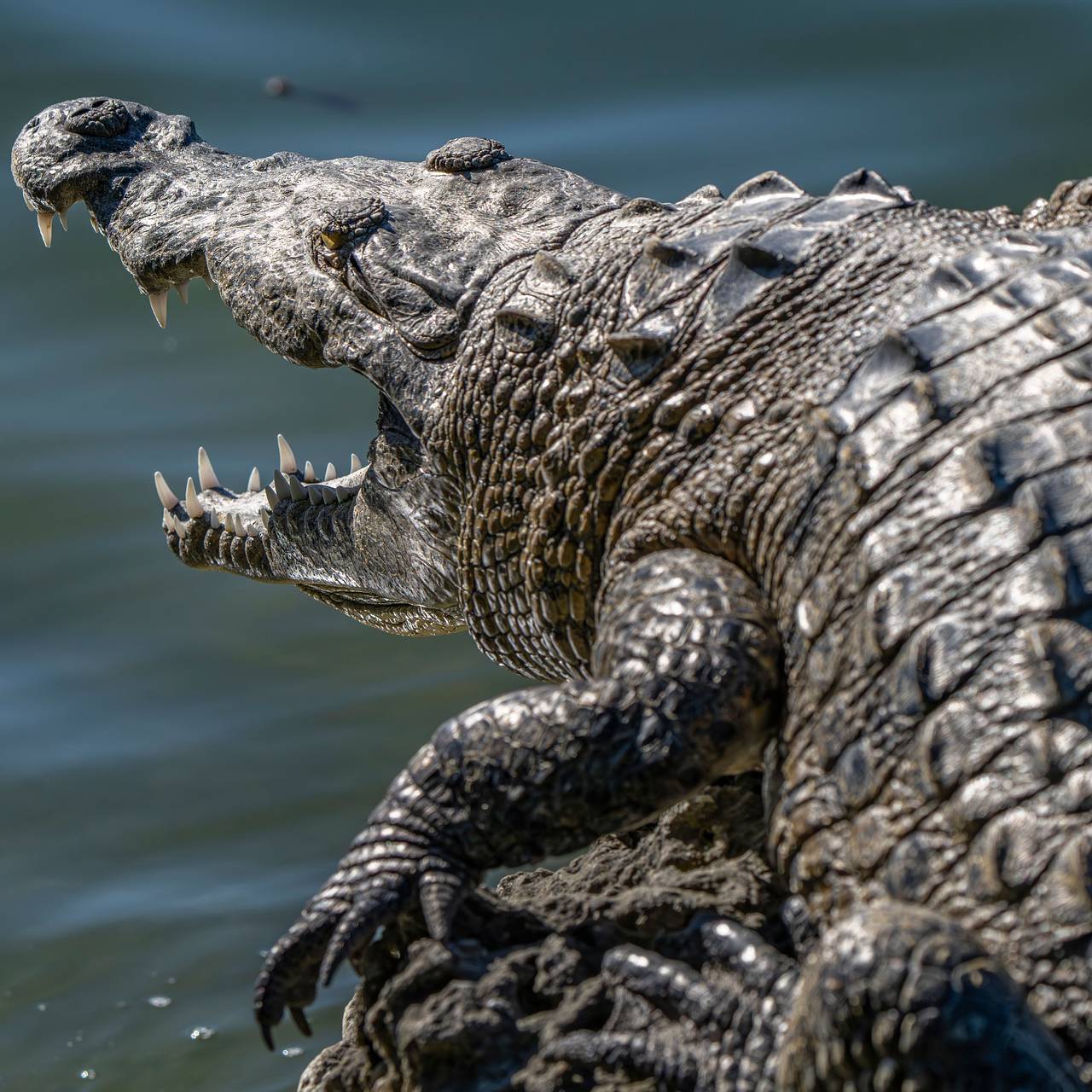 Крокодил напал на купавшуюся в пруду девочку