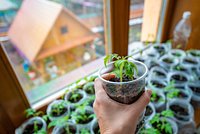 Как вырастить хорошую рассаду: сроки и правила посадки, секреты ухода