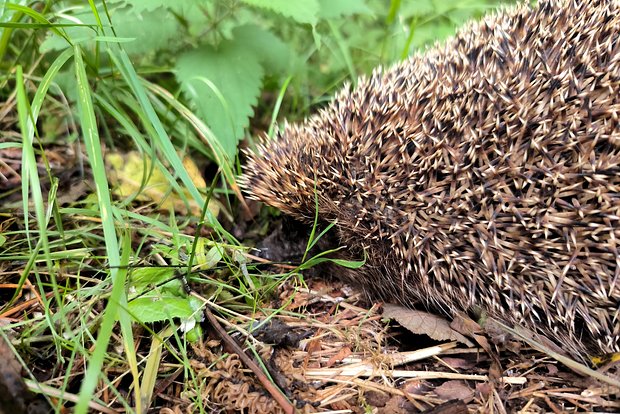 Вводная картинка