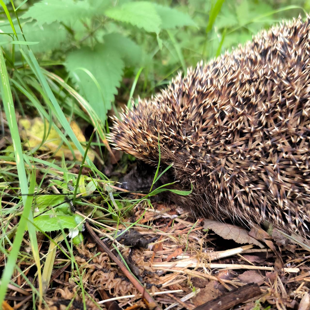 Рано проснувшиеся ежи окажутся в опасности