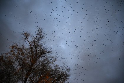 Миф о свиристелях-пьяницах опровергли