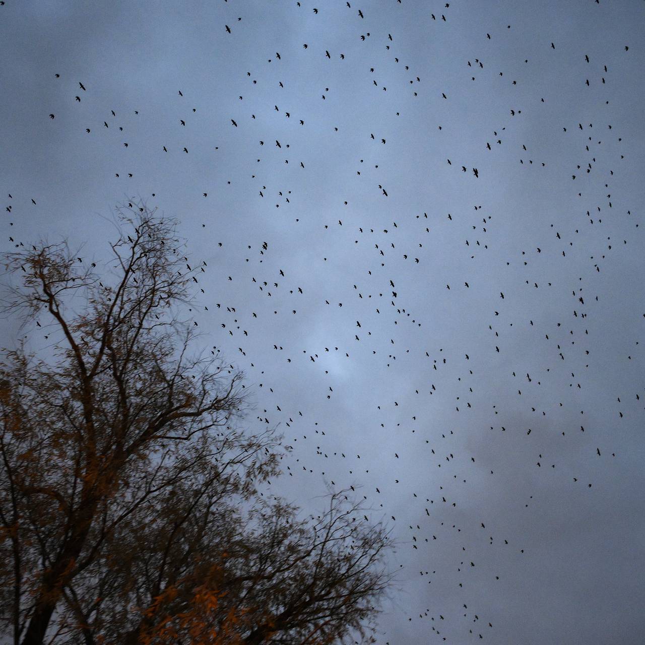 Миф о свиристелях-пьяницах опровергли