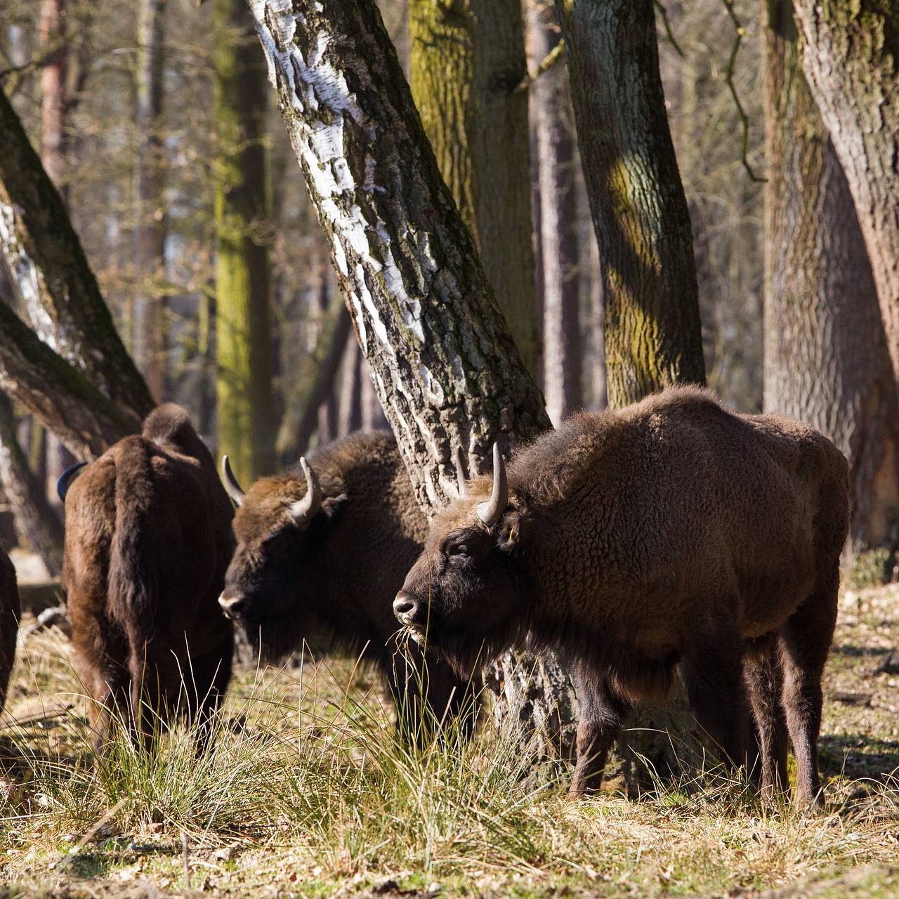 В Польше пассажирский поезд сбил стадо зубров