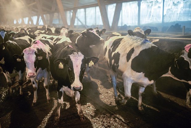 Вводная картинка