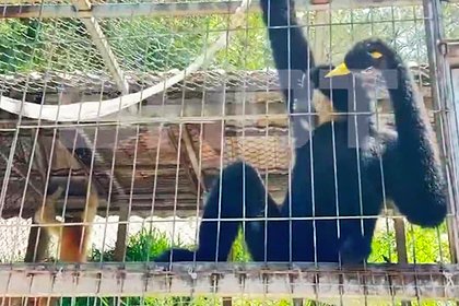 Обезьяна напала на россиянина во Вьетнаме