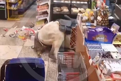 Россиянин оседлал белого коня, прискакал в магазин, устроил погром и попал на видео