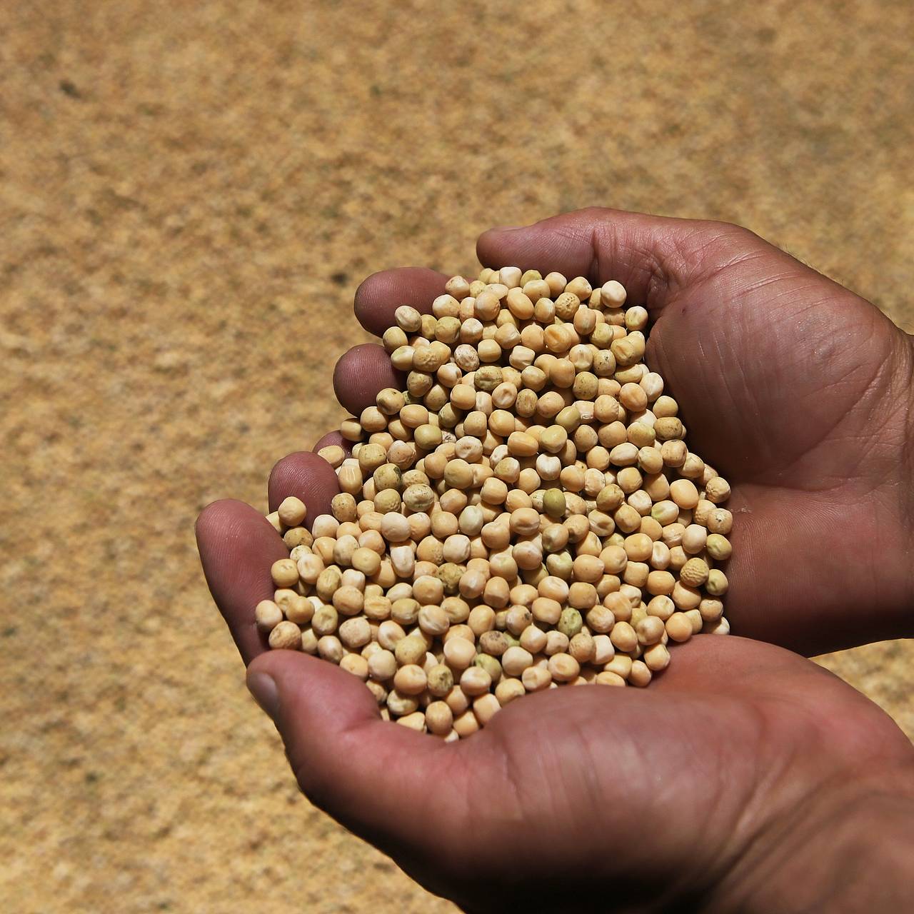 Китай резко нарастил закупки российского гороха