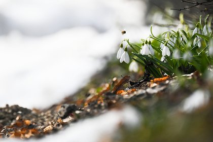 Назван срок окончания ночных заморозков в Москве